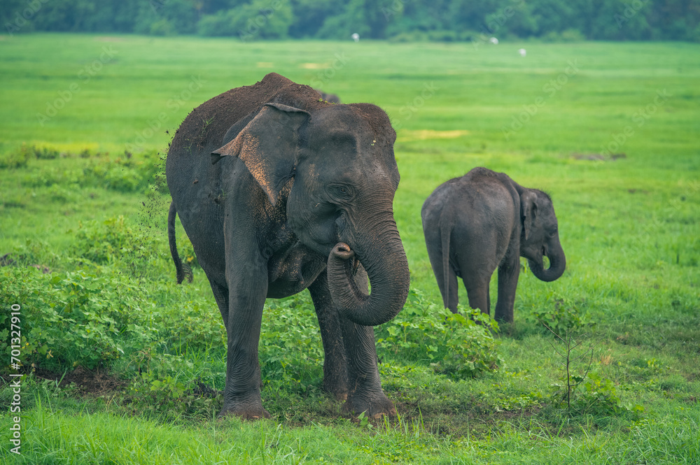 Asian Elephant Herd in Kaudulla National Park
