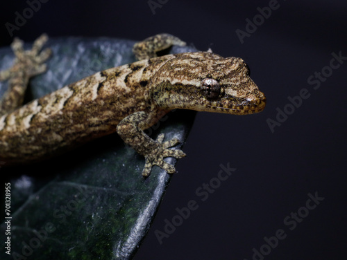 lizard gecko reptile animal in natural life