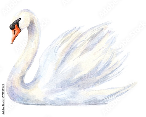 White Swan bird animal illustration  © Ann Lou
