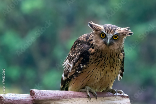 a Buffy fish owl was perched on a log photo