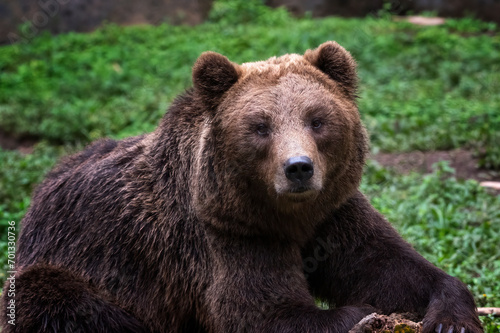 a Brown bear in the captivity
