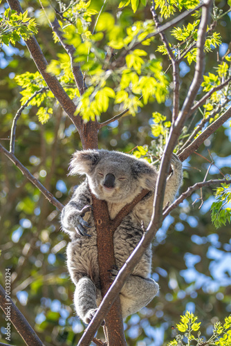 Fototapeta Naklejka Na Ścianę i Meble -  A sleepy koala relaxing in the treetops. Sydney, Australia.