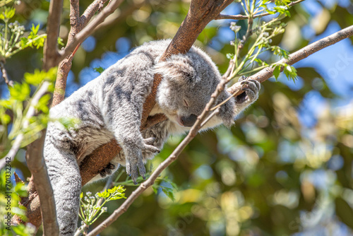 A sleepy koala relaxing in the treetops. Sydney, Australia.