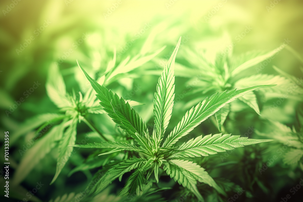 Banner consisting from traditional species marijuana in leaves, Ai generated Banner consisting from traditional species marijuana in leaves, Ai generated