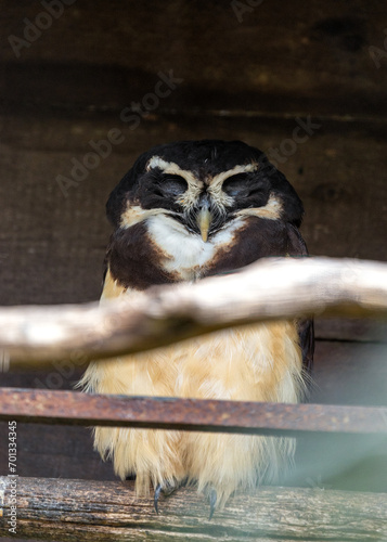 Spectacled Owl (Pulsatrix perspicillata) Perched photo