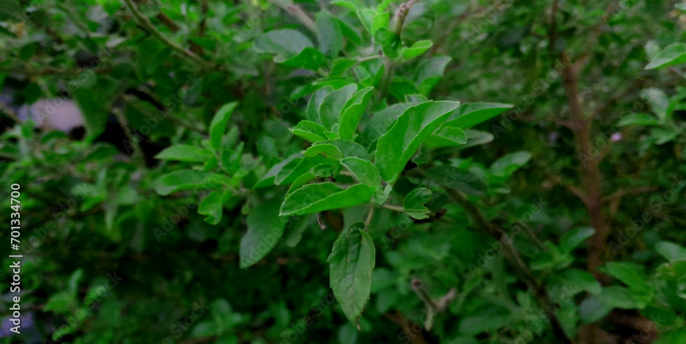 Tulsi Leaf (Ocimum sanctum), Basil leaf is very Helpful for Human Life Tulsi Leaf (Ocimum sanctum), Basil leaf is very Helpful for Human Life