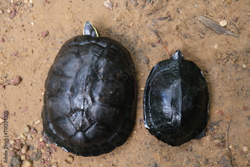 Freshwater Turtles photo