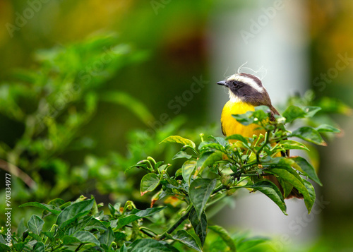 Social Flycatcher (Myiozetetes similis) Perched photo