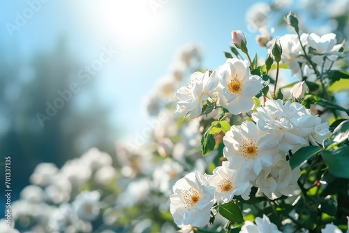 White bush roses on a background of blue sky in the sunlight. Beautiful spring or summer floral background.