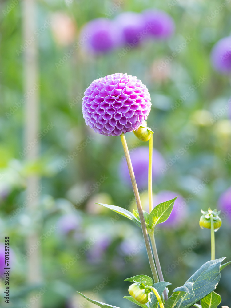 purple dahlia in the nature purple dahlia in the nature