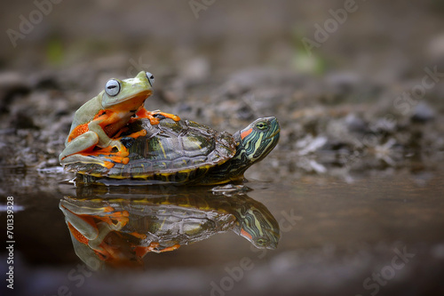 frog and turtle