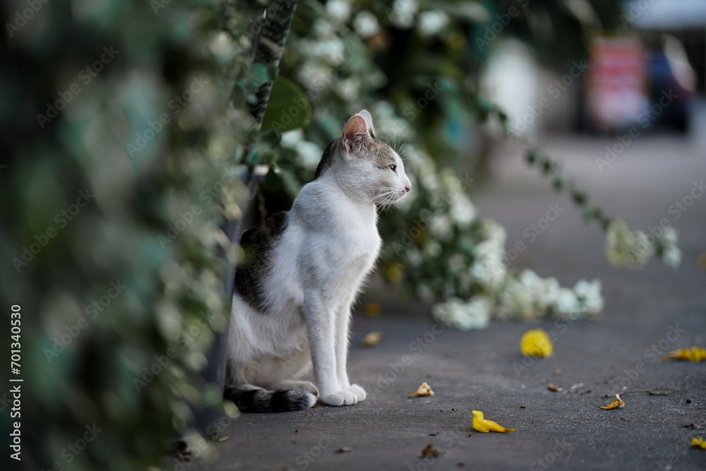 Obraz premium A white cat was staring intently at something.