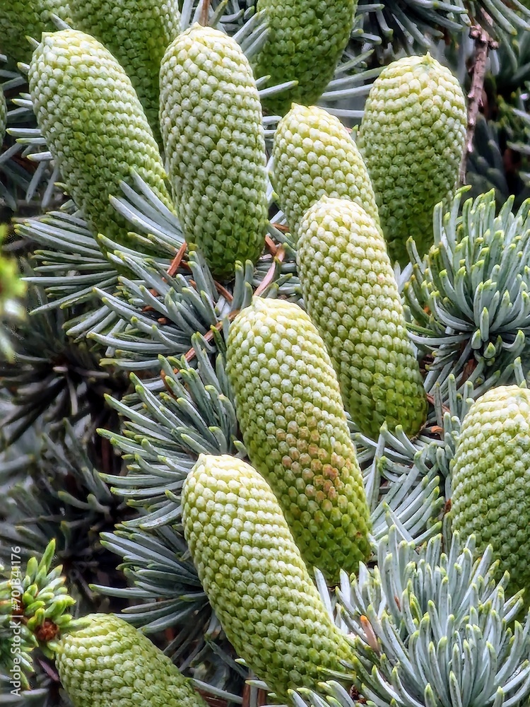 Fir.