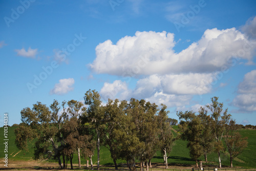 Bright blue sky with many beautiful white clouds and row of trees for background or desktop background. The beauty of nature for graphic design, natural beauty, ecology and clean air. Natural textures