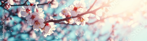 Blossoming apricot tree branches with copy space web banner. spring time concept. #701345761