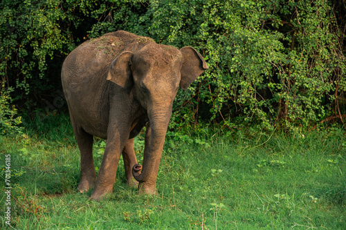 Single Bull Asian Elephant in the Forest © Chris