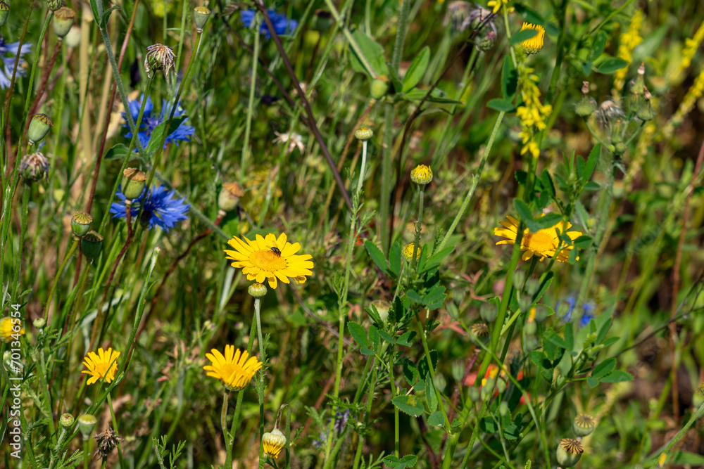 Obraz premium Wildblumen im Sommer