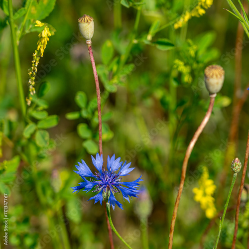 Kornblumen und Mohn photo