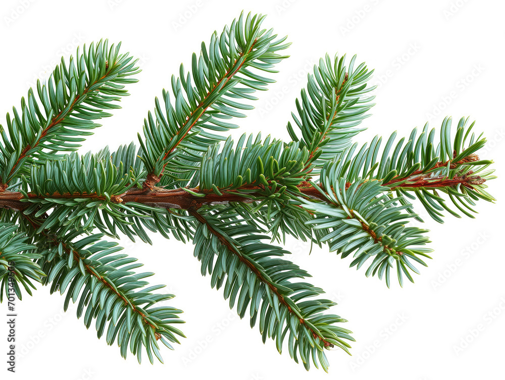 Fresh Evergreen Fir Branch Isolated on White Background Fresh Evergreen Fir Branch Isolated on White Background