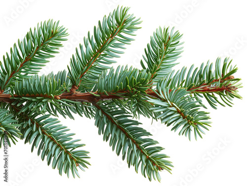 Fresh Evergreen Fir Branch Isolated on White Background