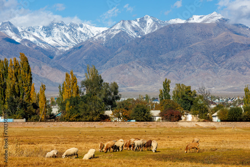 flock of sheep grazing in front of small Asian town under the mountains at sunny autumn afternoon.