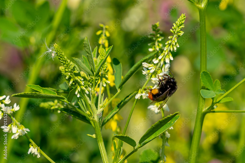 Eine Hummel beim Sammeln von Blütenstaub Eine Hummel beim Sammeln von Blütenstaub