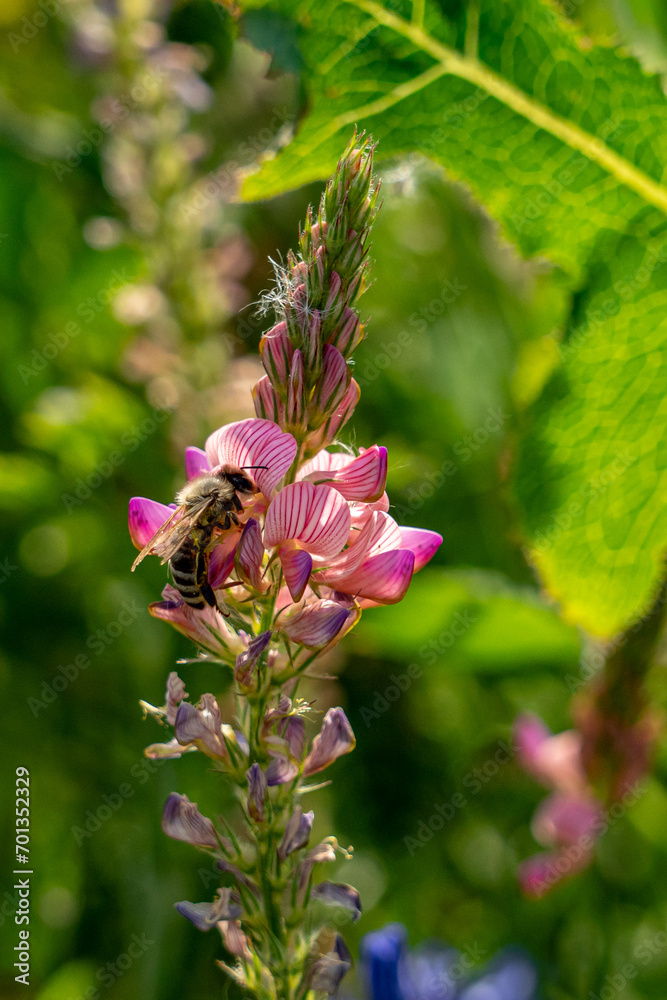 Eine Honigbiene beim Sammeln von Blütenstaub auf einer Esparsette-Blüte Eine Honigbiene beim Sammeln von Blütenstaub auf einer Esparsette-Blüte