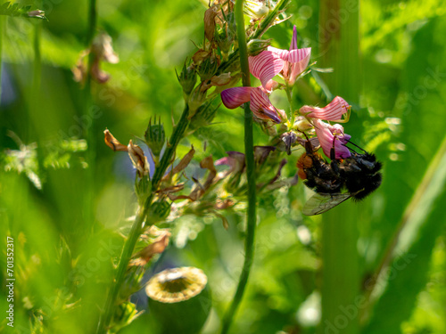 Eine Hummel beim Sammeln von Blütenstaub in einer Wildblume photo