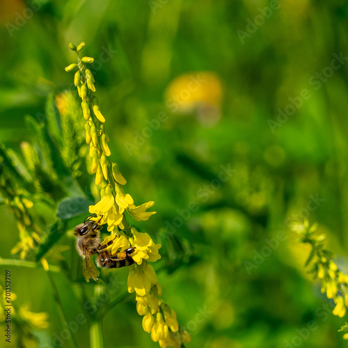 Honigbiene sammelt Blütenstaub in einer Steinklee-Blüte photo