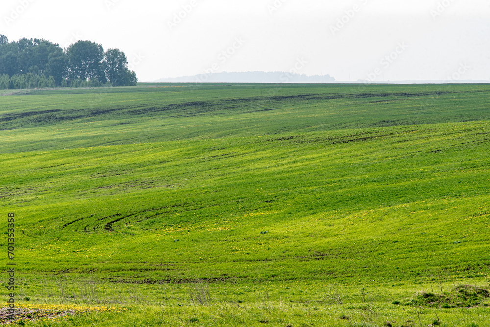 Large agricultural field on a sunny day.