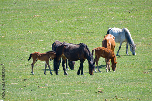 A herd of horses graze on a green field. © Renovacio