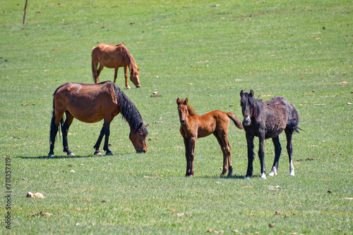 A herd of horses graze on a green field.