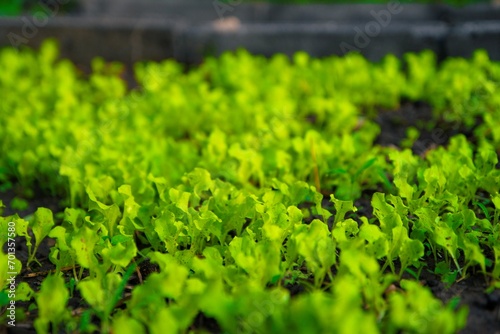 Natural ingredient salad fresh background.Close up fresh growing Green salad organic leaves in Vegetable plot.
