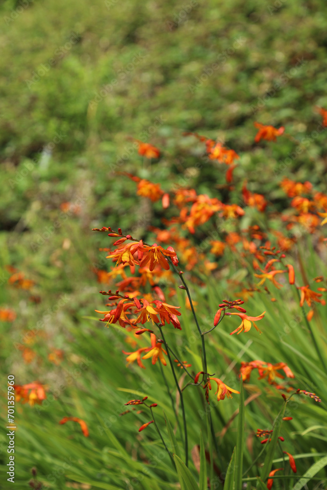 Orange Montbretia blooms, Derbyshire England
Orange Montbretia blooms, Derbyshire England