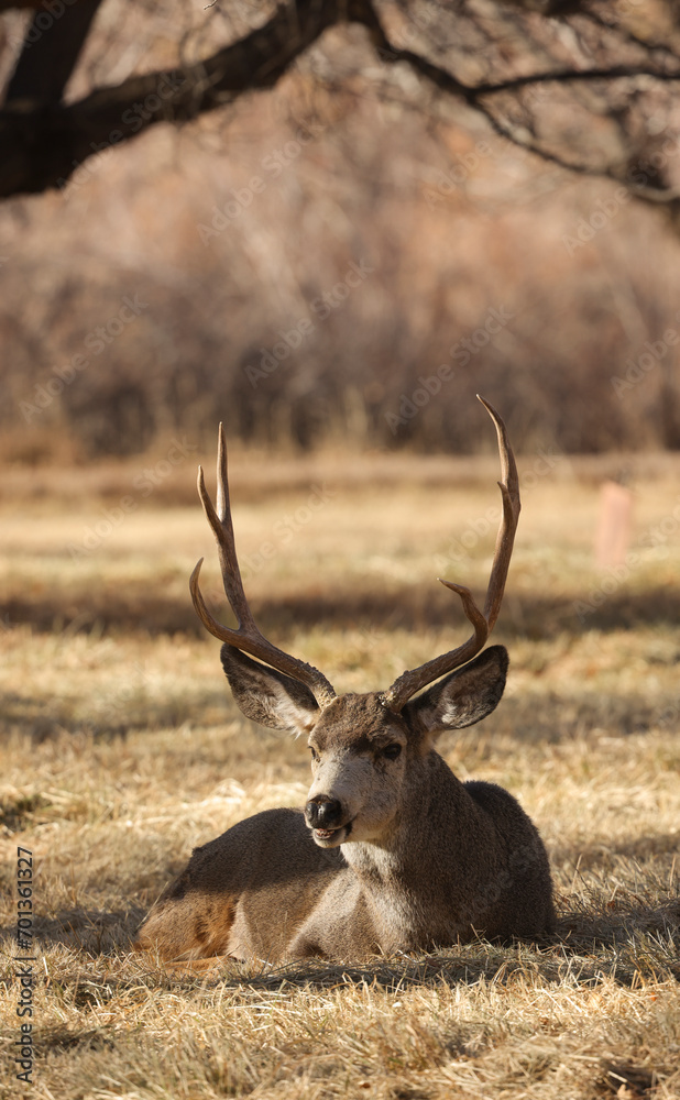 Mule Deer Buck in Utah in Autumn Mule Deer Buck in Utah in Autumn