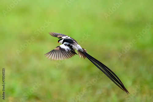 Pin Tailed Whydah photo