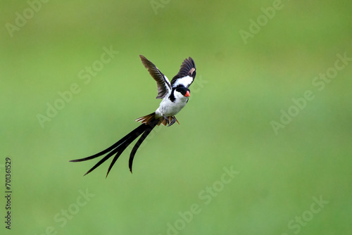 Pin Tailed Whydah