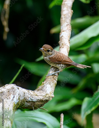 Tiger Shrike
