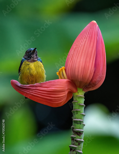 Yellow Vented Sunbird photo