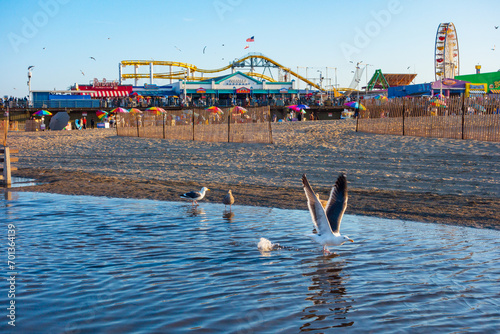 Seagulls bathing and drinking water from a puddle on the Marvin Braude bike path in front of the Santa Monica pier after a southern california rain shower.  photo