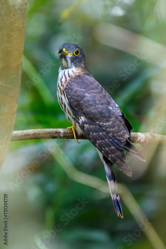 Hudson Hawk Cuckoo