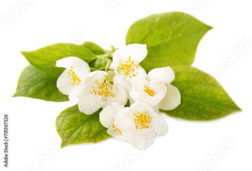 Jasmine white flowers