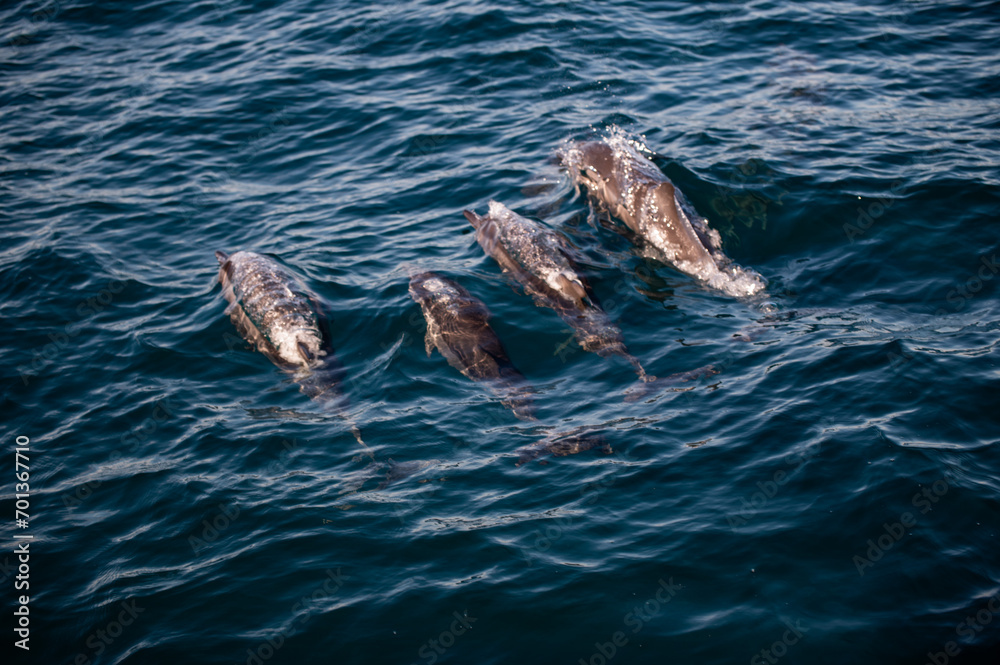 Fototapeta premium Swimming Dolphins in the Indian Ocean