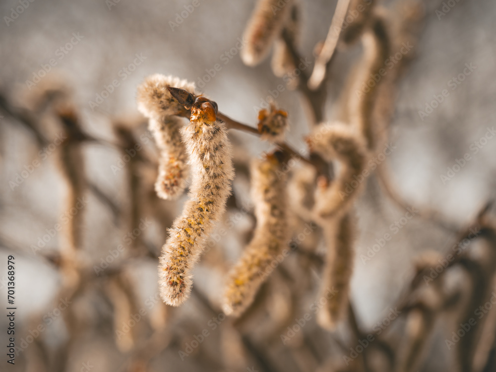 Nahaufnahme von weiblichen Blütenkätzchen an einem Zweig der Zitterpappel (Populus tremula). Nahaufnahme von weiblichen Blütenkätzchen an einem Zweig der Zitterpappel (Populus tremula).