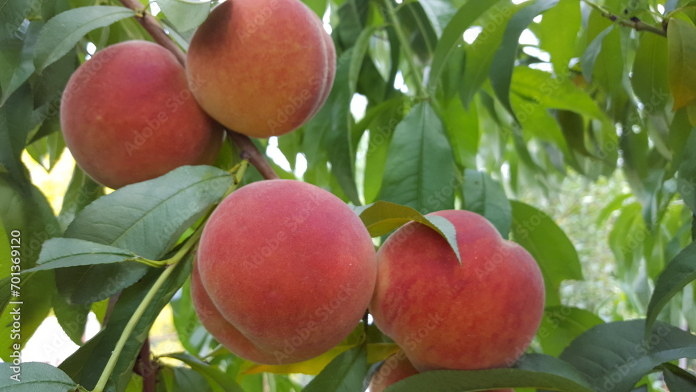 A lush canopy of leaves, branches heavy with juicy peaches A lush canopy of leaves, branches heavy with juicy peaches