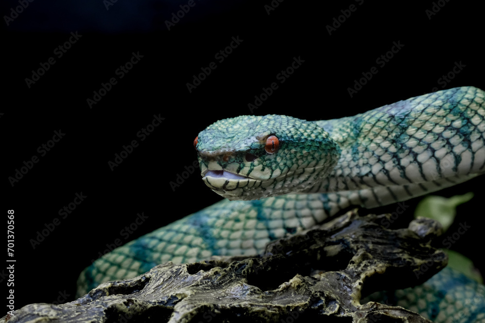 Fototapeta premium tropidoleamus subannulatus 