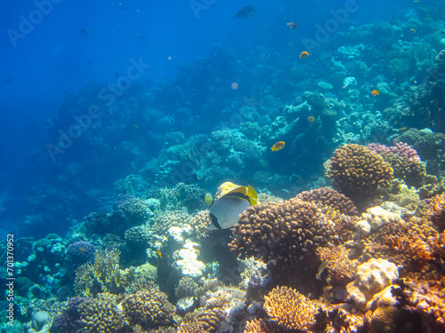 Chaetodon auriga or Cuneiform butterfly in the coral reef of the Red Sea