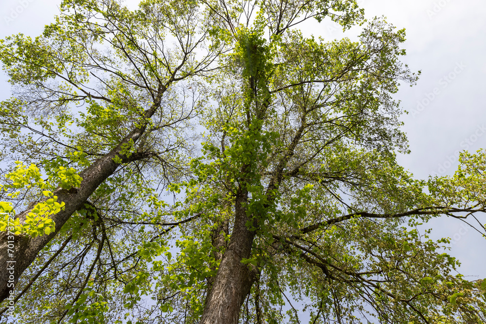 beautiful green foliage of trees in warm sunny weather beautiful green foliage of trees in warm sunny weather