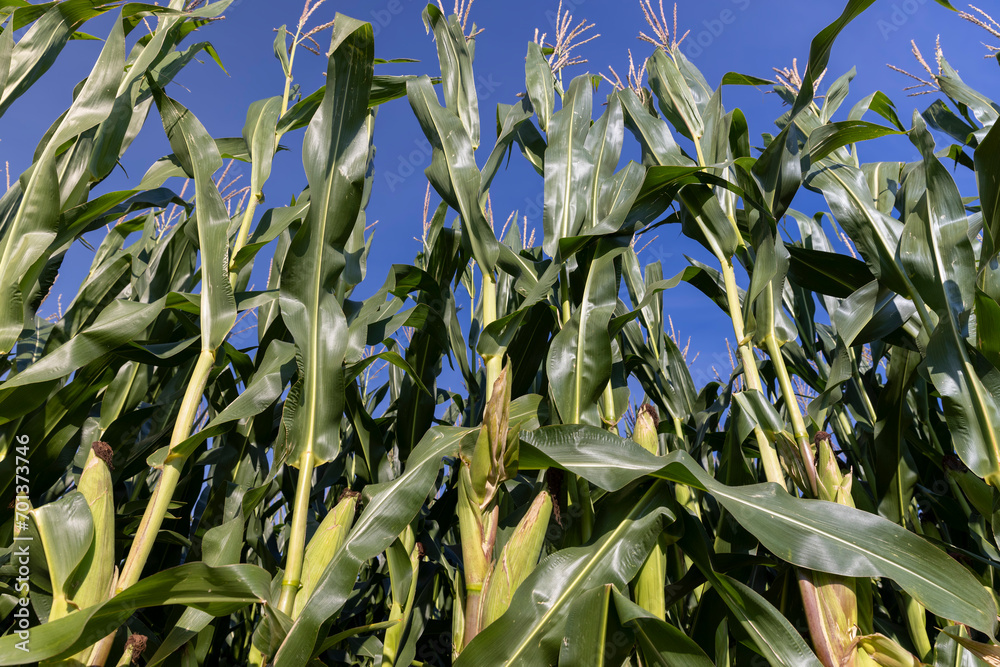 green corn with large ears before ripening green corn with large ears before ripening
