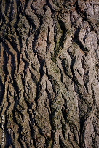 close up of the bark of a tree